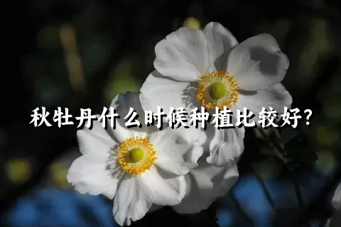 秋牡丹什么时候种植比较好？