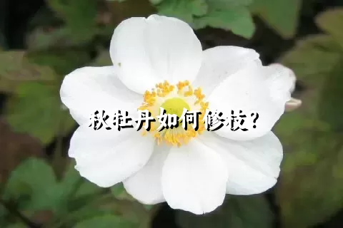 秋牡丹如何修枝？