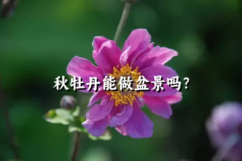 秋牡丹能做盆景吗？