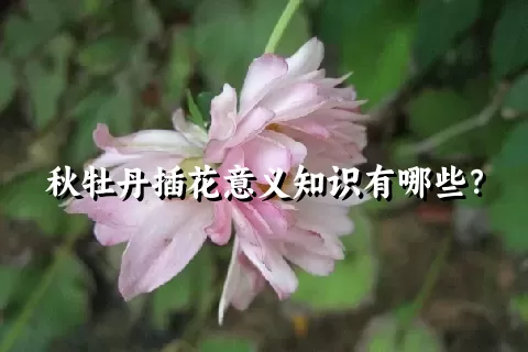 秋牡丹插花意义知识有哪些？