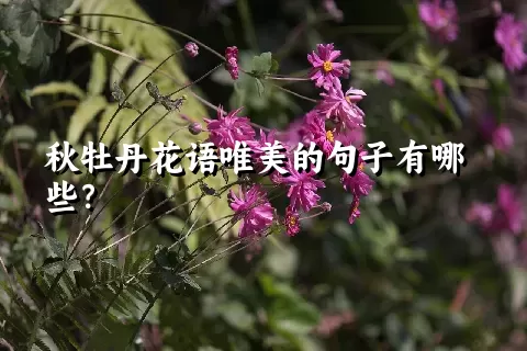 秋牡丹花语唯美的句子有哪些？