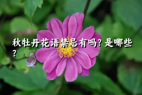 秋牡丹花语禁忌有吗？是哪些？