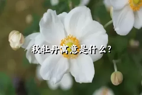 秋牡丹寓意是什么？