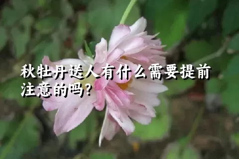 秋牡丹送人有什么需要提前注意的吗？