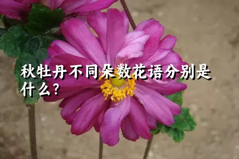 秋牡丹不同朵数花语分别是什么？