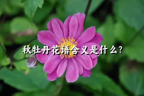 秋牡丹花语含义是什么？