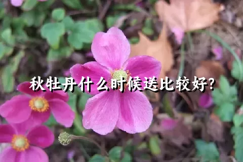 秋牡丹什么时候送比较好？