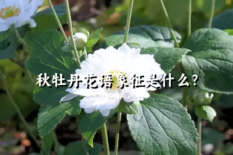 秋牡丹花语象征是什么？