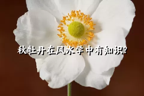 秋牡丹在风水学中有知识？