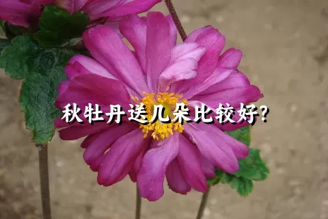 秋牡丹送几朵比较好？