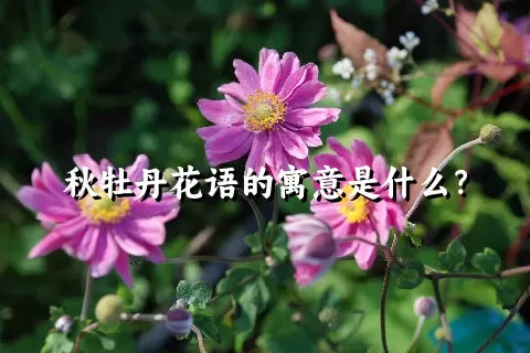 秋牡丹花语的寓意是什么？