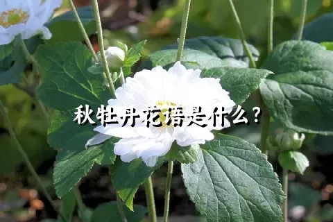 秋牡丹花语是什么？