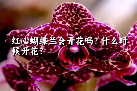 红心蝴蝶兰会开花吗？什么时候开花？