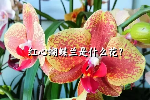 红心蝴蝶兰是什么花？