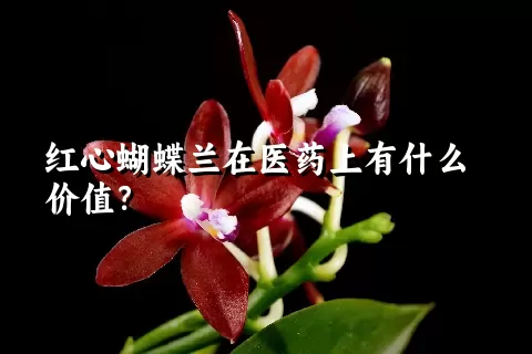 红心蝴蝶兰在医药上有什么价值？