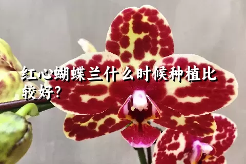 红心蝴蝶兰什么时候种植比较好？