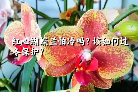 红心蝴蝶兰怕冷吗？该如何过冬保护？