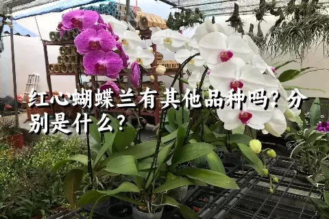 红心蝴蝶兰有其他品种吗？分别是什么？