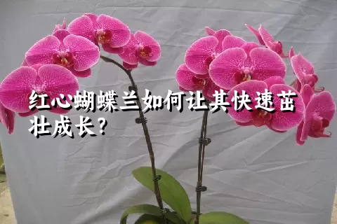 红心蝴蝶兰如何让其快速茁壮成长？