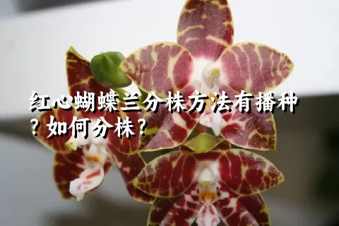 红心蝴蝶兰分株方法有播种？如何分株？