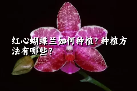 红心蝴蝶兰如何种植？种植方法有哪些？