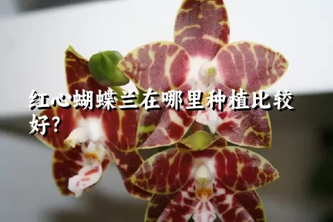 红心蝴蝶兰在哪里种植比较好？