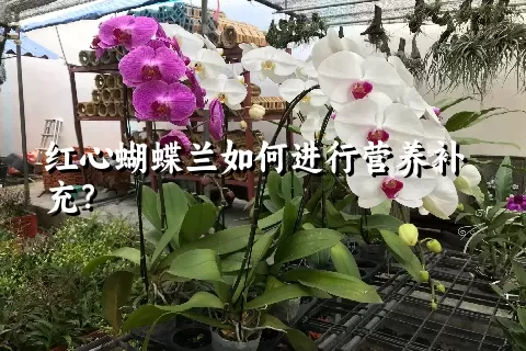 红心蝴蝶兰如何进行营养补充？