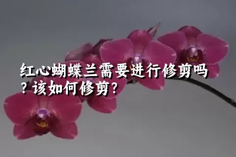 红心蝴蝶兰需要进行修剪吗？该如何修剪？