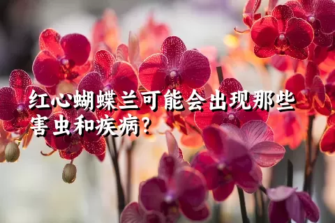 红心蝴蝶兰可能会出现那些害虫和疾病？