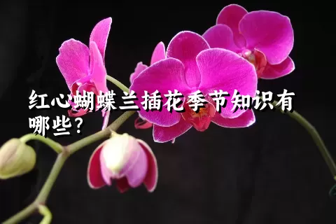 红心蝴蝶兰插花季节知识有哪些？