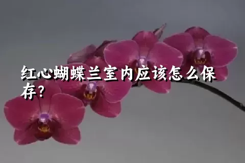 红心蝴蝶兰室内应该怎么保存？