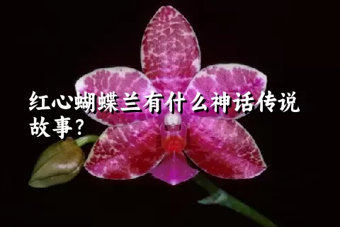 红心蝴蝶兰有什么神话传说故事？