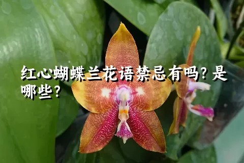 红心蝴蝶兰花语禁忌有吗？是哪些？