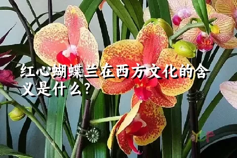 红心蝴蝶兰在西方文化的含义是什么？