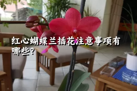 红心蝴蝶兰插花注意事项有哪些？