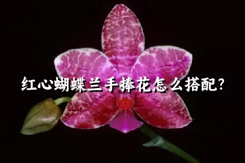 红心蝴蝶兰手捧花怎么搭配？