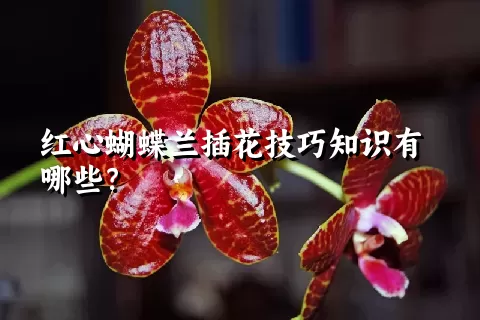 红心蝴蝶兰插花技巧知识有哪些？