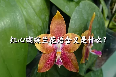 红心蝴蝶兰花语含义是什么？