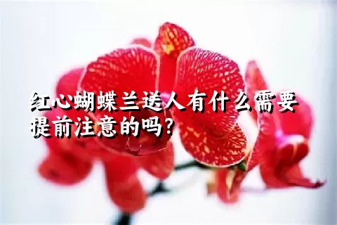 红心蝴蝶兰送人有什么需要提前注意的吗？