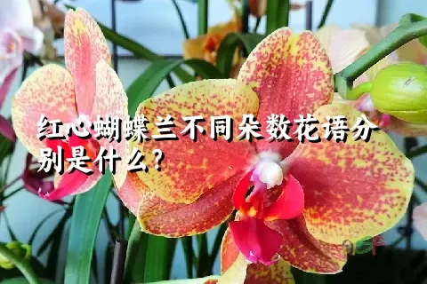 红心蝴蝶兰不同朵数花语分别是什么？