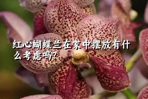 红心蝴蝶兰在家中摆放有什么考虑吗？