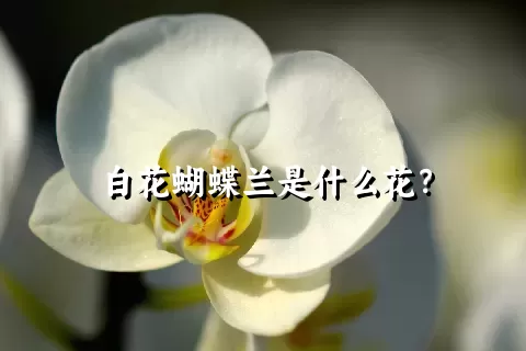 白花蝴蝶兰是什么花？