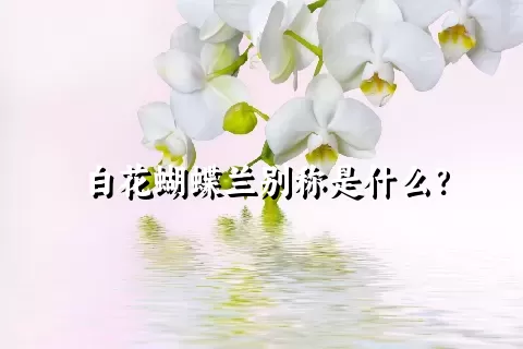 白花蝴蝶兰别称是什么？