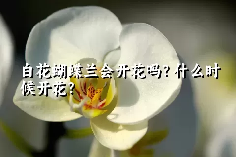 白花蝴蝶兰会开花吗？什么时候开花？