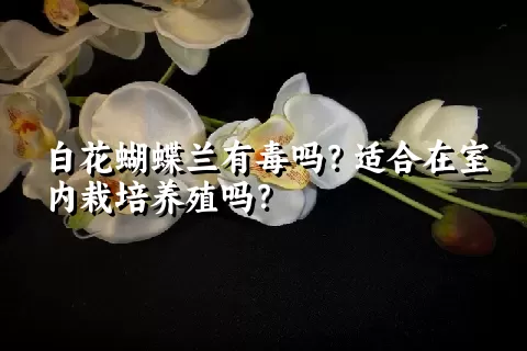 白花蝴蝶兰有毒吗？适合在室内栽培养殖吗？