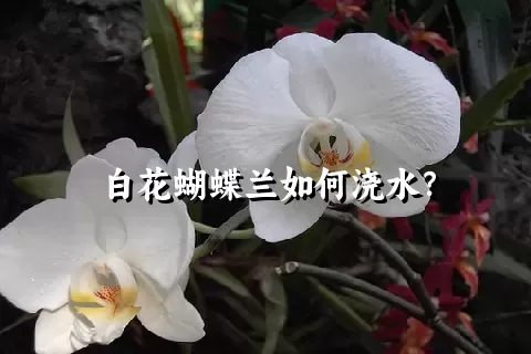 白花蝴蝶兰如何浇水？