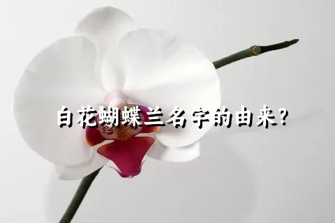 白花蝴蝶兰名字的由来？