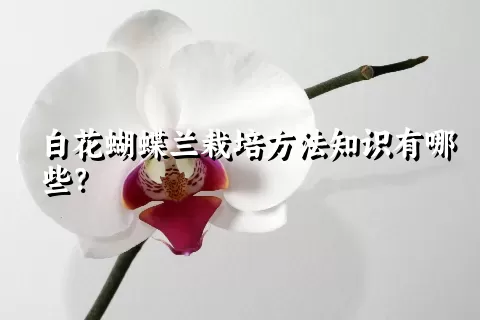 白花蝴蝶兰栽培方法知识有哪些？