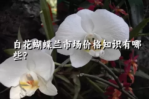 白花蝴蝶兰市场价格知识有哪些？