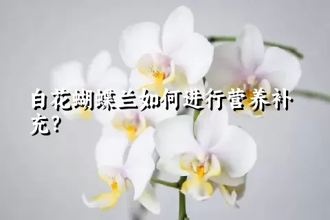 白花蝴蝶兰如何进行营养补充？